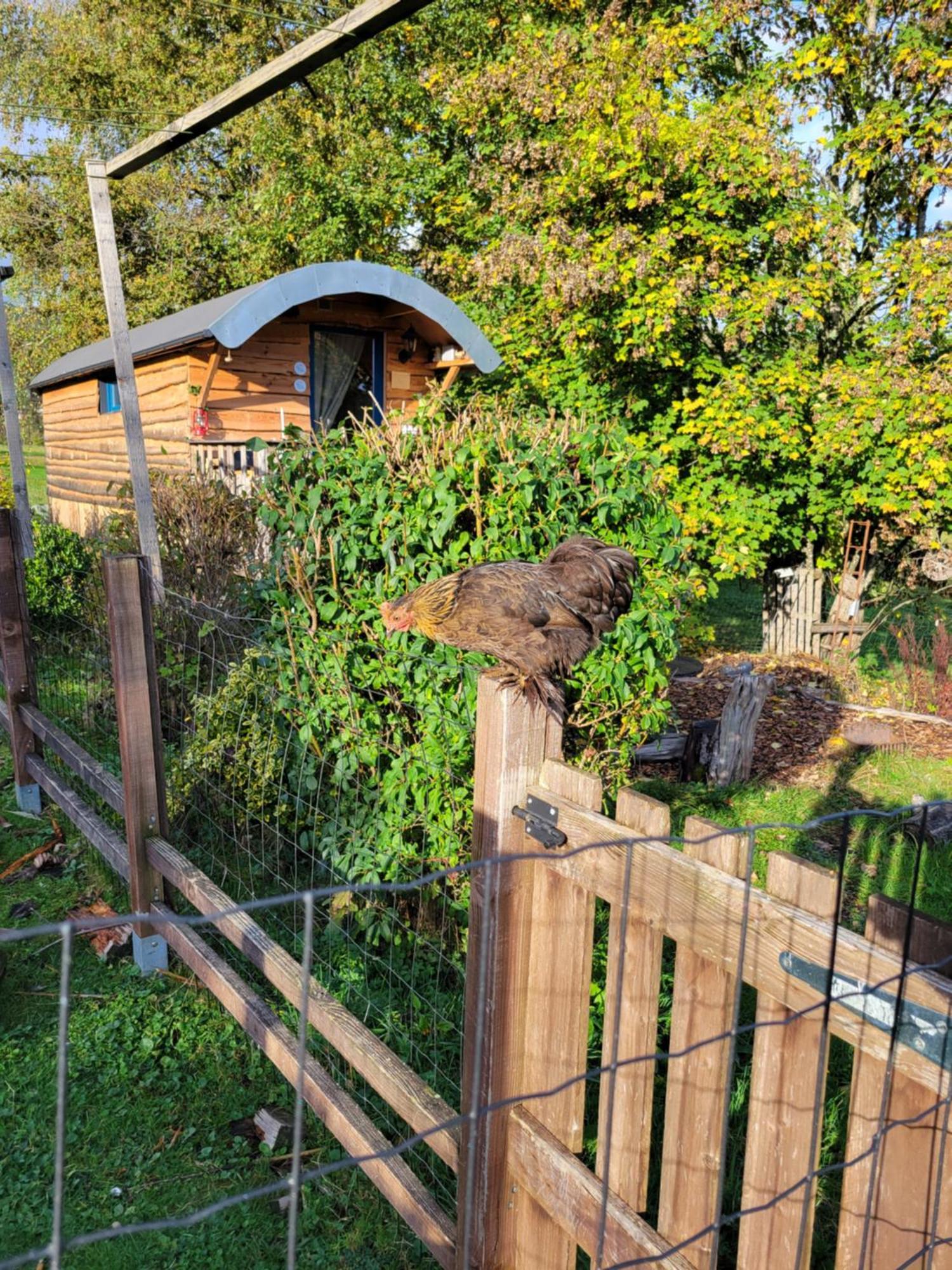 La Roulotte Tiny House Du Mond'Ideal Leval  客房 照片